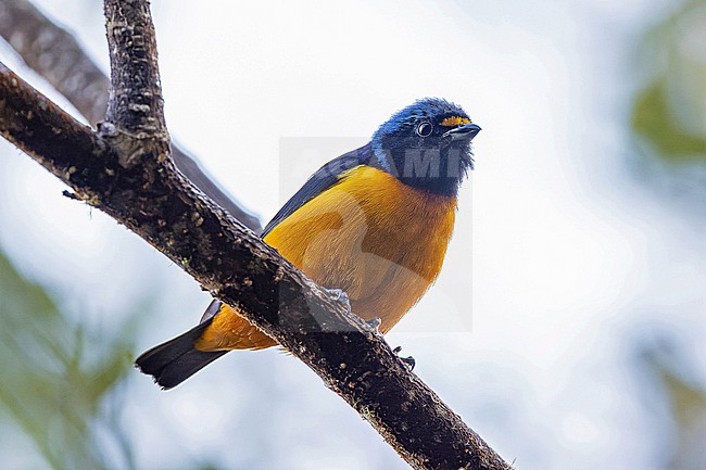 Male Hispaniolan Euphonia (Chlorophonia musica) in the Dominican Republic. stock-image by Agami/Pete Morris,