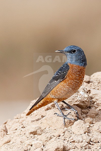 Male Rufous-tailed Rock Thrush (Monticola saxatilis) during spring migration at Yotvata, Israel stock-image by Agami/Marc Guyt,