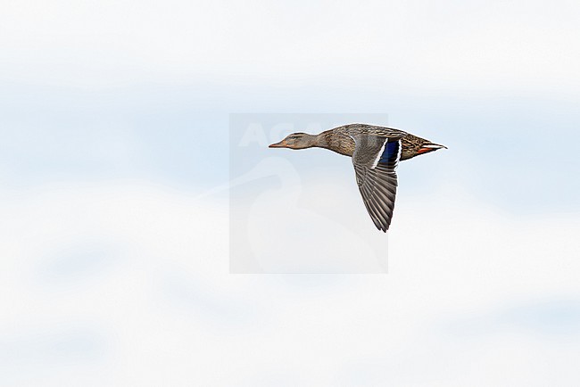 first calendar year female mallard (anas platyrhynchos) in flight, found at Fehmarn at the Baltic Sea in Germany stock-image by Agami/Mathias Putze,
