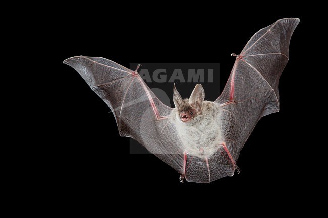 Vale Vleermuis vliegend, Greater Mouse-eared Bat flying stock-image by Agami/Theo Douma,