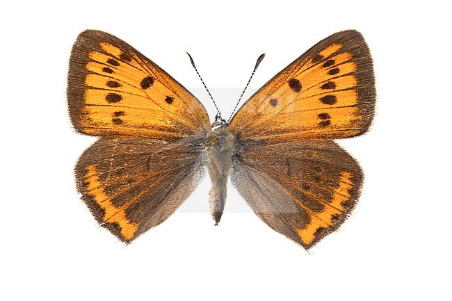 Large Copper, Grote vuurvlinder ssp. carueli , Lycaena dispar ssp. carueli stock-image by Agami/Wil Leurs,