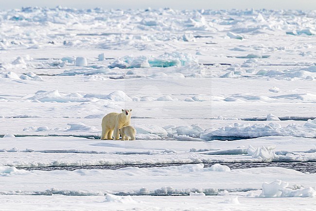 Mother and cub Polar Bear observed from the lower deck of the Polarstern - AWI Expedition in Haussgarden, Greenland sea. stock-image by Agami/Vincent Legrand,