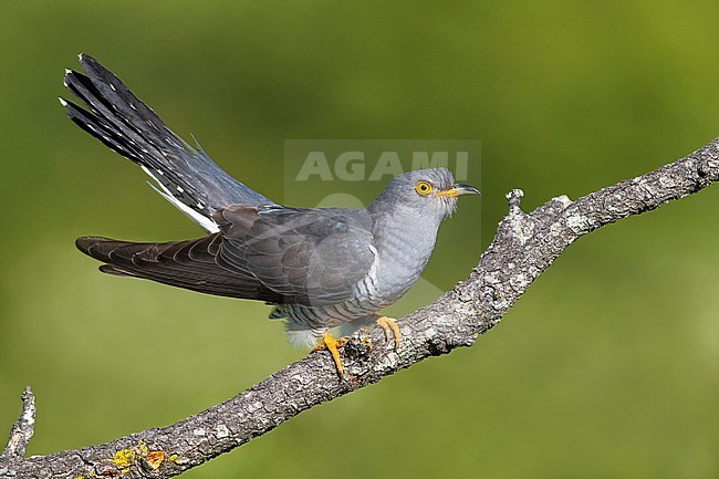 Koekoek; Common Cuckoo; Cuculus canorus stock-image by Agami/Daniele Occhiato,