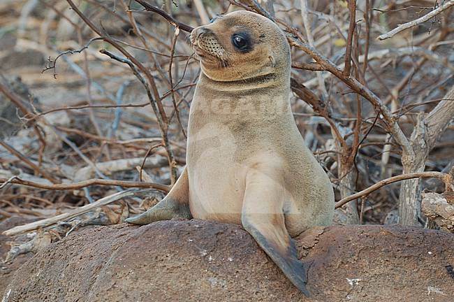 The Galapagos Sea Lion (Zalophus wollebaeki) is a species of sea lion that lives and breeds on the Galápagos Islands and, in smaller numbers, on Isla de la Plata (Ecuador). stock-image by Agami/Eduard Sangster,