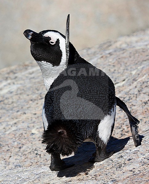 Jackass Penguin (Spheniscus demersus) on Boulder’s beach in Simon’s town in South Africa. stock-image by Agami/Marc Guyt,