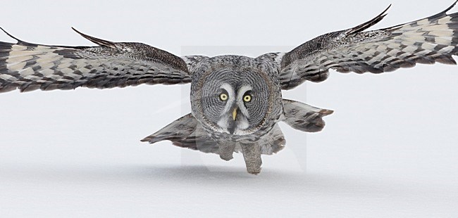 Laplanduil jagend boven besneeuwde grond; Great Grey Owl hunting above ground with snow stock-image by Agami/Markus Varesvuo,