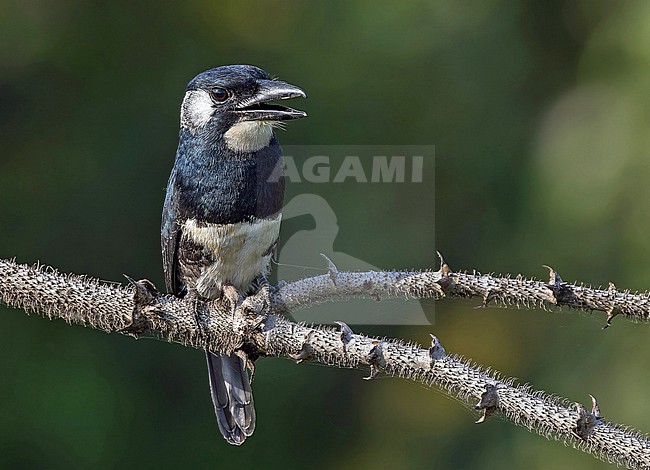 Black-breasted Puffbird (Notharchus pectoralis) in Panama. stock-image by Agami/Pete Morris,