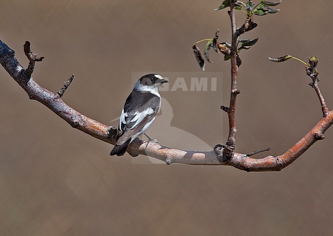 First-summer male Collared Flycatcher (Ficedula albicollis) perched on a branch. stock-image by Agami/Andy & Gill Swash ,