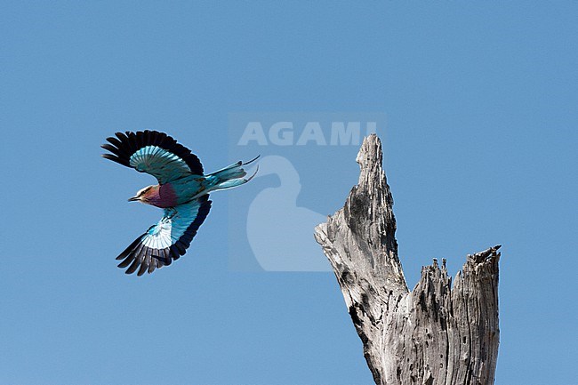 A lilac-breasted roller, Coracias caudatus, taking flight from an old tree snag. Savute Marsh, Chobe National Park, Botswana. stock-image by Agami/Sergio Pitamitz,