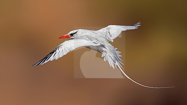 Red-billed Tropicbird (Phaethon aethereus mesonauta) sitting on a rock in Praia cliffs, Santiago, Cape Verde. stock-image by Agami/Vincent Legrand,