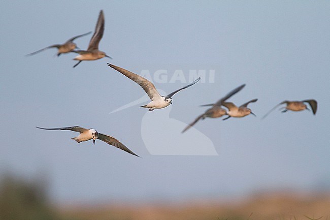 White-winged Tern - Weissflügel-Seeschwalbe - Chlidonias leucopterus, Oman stock-image by Agami/Ralph Martin,