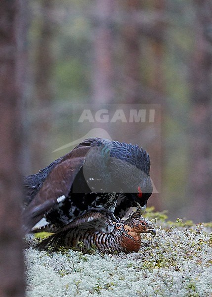 Auerhoen parend, Western Capercaillie mating stock-image by Agami/Markus Varesvuo,