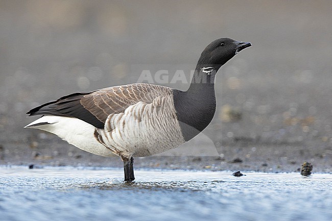 Brant Goose (Branta bernicla hrota), side view of an adult drinking in a pond, Capital Region, Iceland stock-image by Agami/Saverio Gatto,