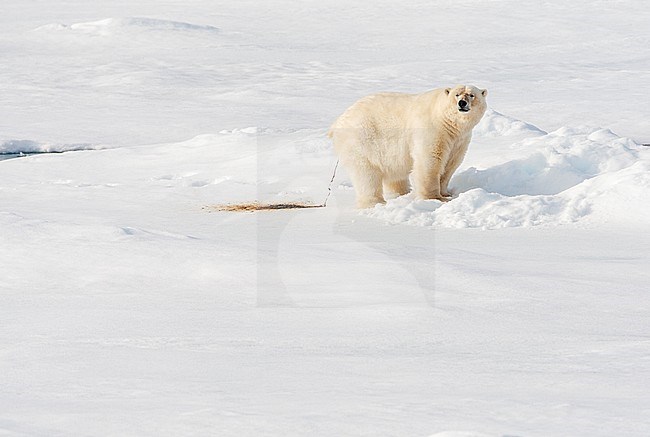 Polar Bear (Ursus maritimus) defecating, standing on drift ice north of Svalbard, arctic Norway. Looking over its shoulder. stock-image by Agami/Marc Guyt,