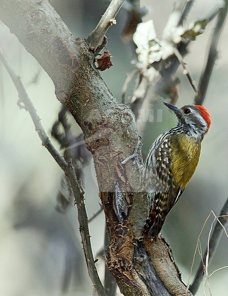 Abyssinian Woodpecker (Dendropicos abyssinicus) stock-image by Agami/Dick Forsman,