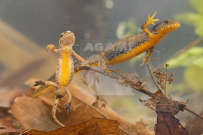Lissotriton helveticus - Palmate Newt - Fadenmolch, Germany (Baden-Württemberg), imago, male, with Alpine Newt stock-image by Agami/Ralph Martin,