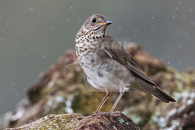 Grijswangdwerglijster, Grey-cheeked Thrush; Catharus minimus stock-image by Agami/Daniele Occhiato,