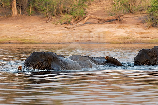 African elephants, Loxodonta africana, crossing the Chobe River. Chobe River, Chobe National Park, Botswana. stock-image by Agami/Sergio Pitamitz,