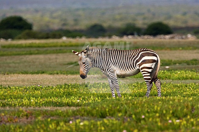 Kaapse Bergzebra; Cape Mountain Zebra stock-image by Agami/Marc Guyt,