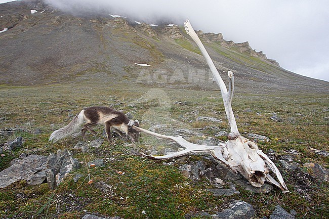 Arctic Fox (Vulpes lagopus) sniffing at Reindeer skull on Svalbard, arctic Norway. stock-image by Agami/Pieter-Jan D'Hondt ,