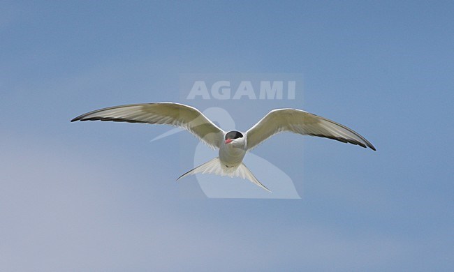 Noordse Stern, Arctic Tern, Sterna paradisaea stock-image by Agami/Hugh Harrop,