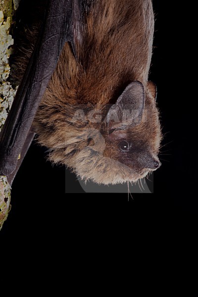 Gewone Dwergvleermuis op een steen; Common Pipistrelle perched on a stone stock-image by Agami/Theo Douma,