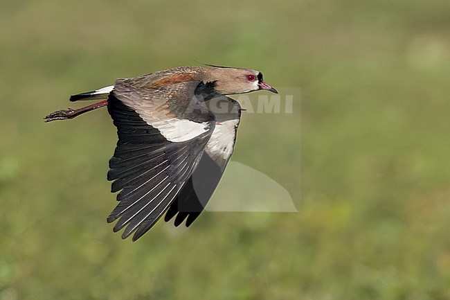 Southern Lapwing (Vanellus chilensis) in the Pantanal of Brazil. stock-image by Agami/Glenn Bartley,