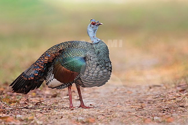 Stunning Ocellated Turkey (Meleagris ocellata) standing on a dirt road in a lowland rainforest in the Yucatán Peninsula near Tikal in Guatemala. stock-image by Agami/Dubi Shapiro,