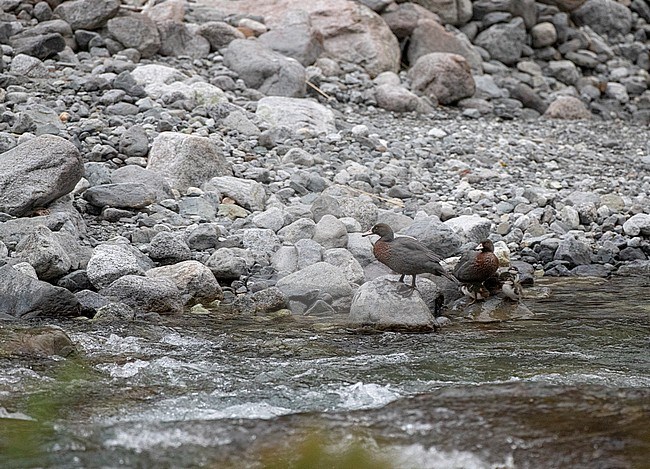 Pair of South Island Blue Ducks (Hymenolaimus malacorhynchos malacorhynchos) at a fast flowing river near Homer tunnel on South Island, New Zealand. stock-image by Agami/Marc Guyt,