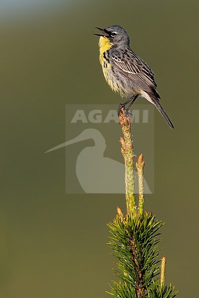 Kirtland's Warbler (Setophaga kirtlandii) adult male perched on a branch and singing stock-image by Agami/Dubi Shapiro,