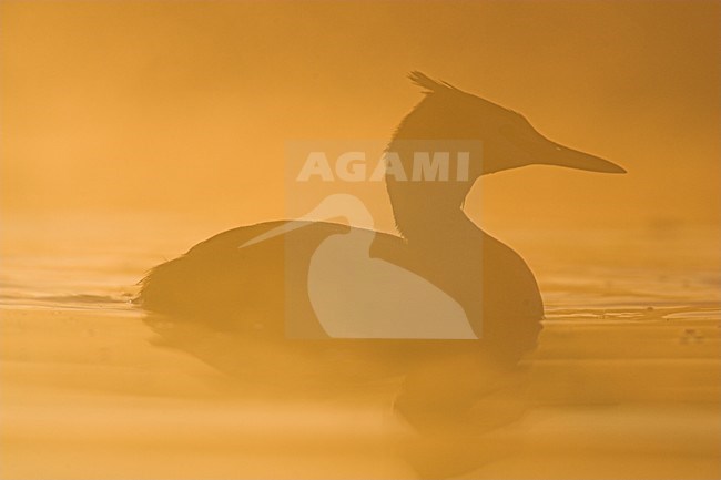 Fuut in nevel; Great Crested Grebe in fog stock-image by Agami/Menno van Duijn,