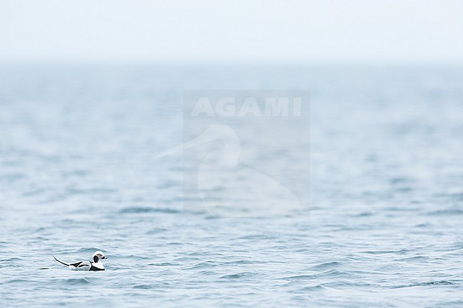 Long-tailed Duck - Eisente - Clangula hyemalis, Germany (Mecklenburg-Vorpommern), adult, male stock-image by Agami/Ralph Martin,