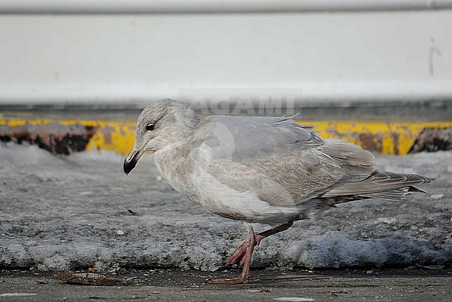 Second-winter Glaucous-winged Gull (Larus glaucescens) wintering in harbour of Rauso on Hokkaido, Japan. stock-image by Agami/Dani Lopez-Velasco,
