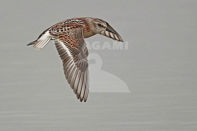 Little Stint, Calidris minuta, juvenile in flight, seen from the side, showing upperwing. stock-image by Agami/Fred Visscher,