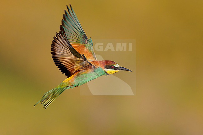 European Bee-eater (Merops apiaster), side view of an adult male in flight,  Campania, Italy stock-image by Agami/Saverio Gatto,