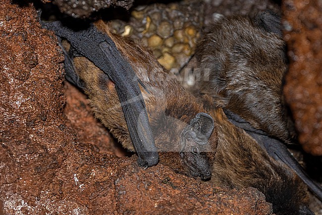 Azores Noctule (Nyctalus azoreum) aka Azores Bat sitting on a tunnel in Jardim Botânico Antonio Borges, Ponta Delgada, Sao Miguel, Azores, Portugal. stock-image by Agami/Vincent Legrand,