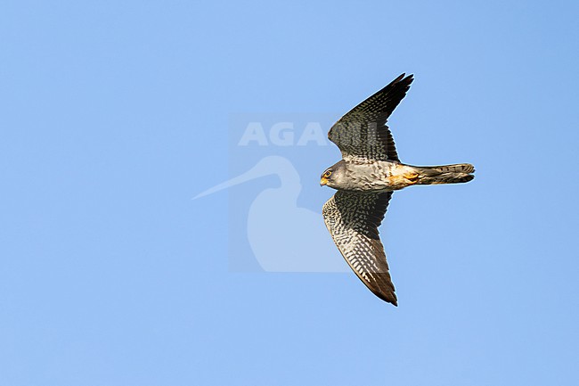 immature or  2nd calendar year male Amur falcon (Falco amurensis), found near Khalk River in eastern Mongolia in Dornod Aimag stock-image by Agami/Mathias Putze,
