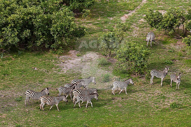 Aerial view of a herd of plains zebras, Equus burchellii. Okavango Delta, Botswana. stock-image by Agami/Sergio Pitamitz,