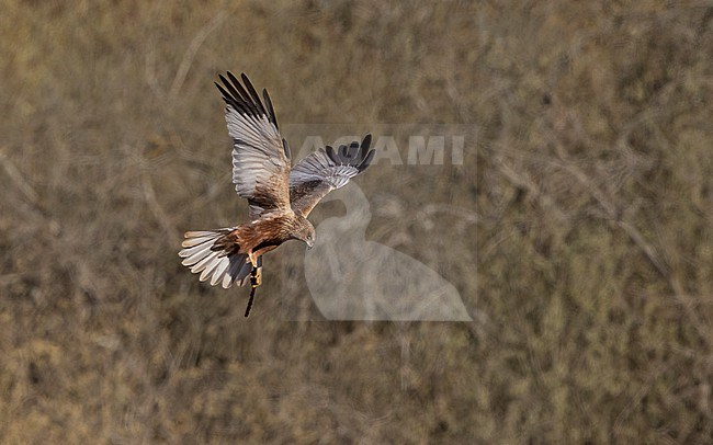 Western Marsh Harrier (Circus aeruginosus) adult male in flight with nest-material near Copenhagen, Denmark stock-image by Agami/Helge Sorensen,