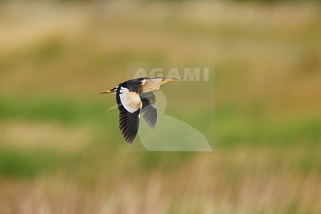 flying male little Bittern; stock-image by Agami/Chris van Rijswijk,