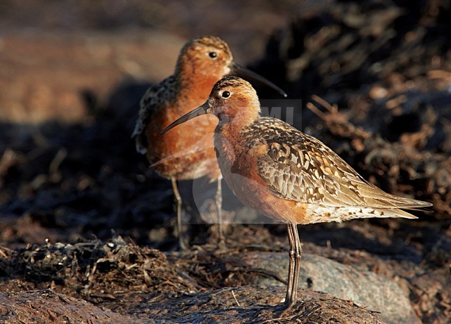 Volwassen Krombekstrandloper in zomerkleed; Adult Curlew Sandpiper in breeding plumage stock-image by Agami/Markus Varesvuo,