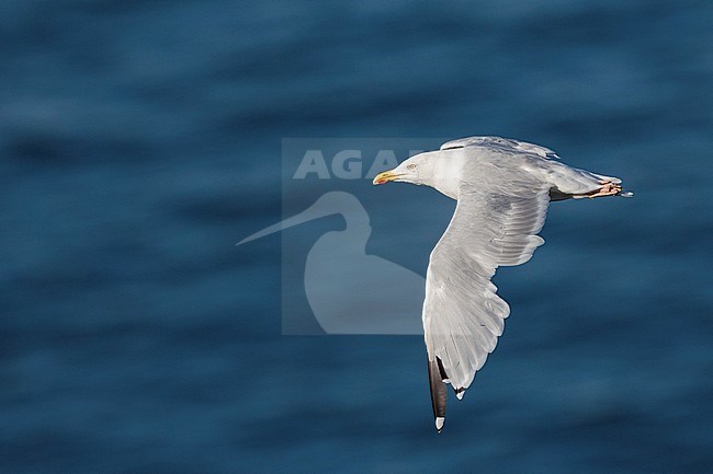Herring Gull, zilvermeeuw, Larus argentatus, Great Britain, adult stock-image by Agami/Ralph Martin,