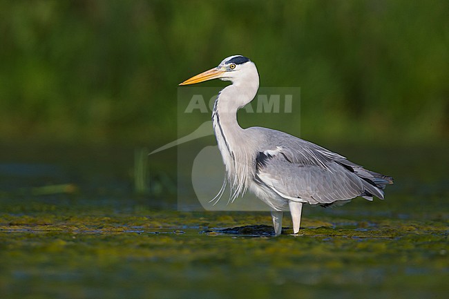Grey Heron (Ardea cinerea), adult standing in the water stock-image by Agami/Saverio Gatto,