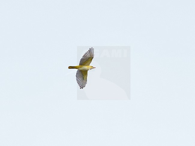 Adult female Eurasian Golden Oriole (Oriolus oriolus) on migration, flying against a blue sky showing underside and wings fully spread stock-image by Agami/Ran Schols,