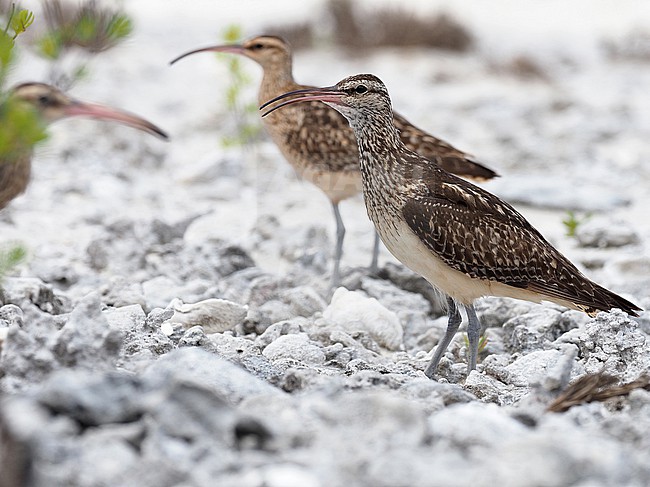 Bristle-thighed Curlew, Numenius tahitiensis, wintering on tropical island in Eastern Polynesia. stock-image by Agami/James Eaton,