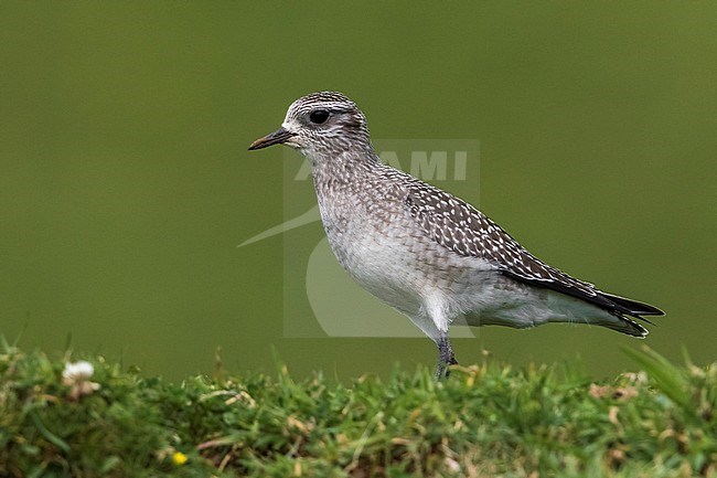 Amerikaanse goudplevier, American Golden Plover stock-image by Agami/Daniele Occhiato,