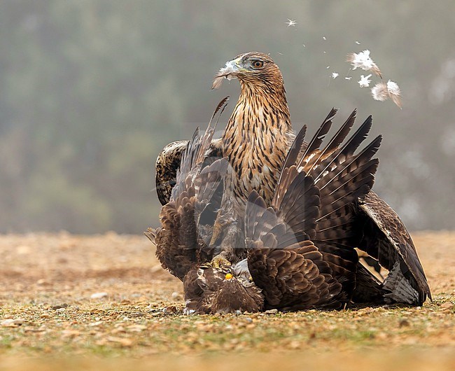 Bonelli's eagle (Aquila fasciata) killing a Common Buzzard and plukking stock-image by Agami/Roy de Haas,