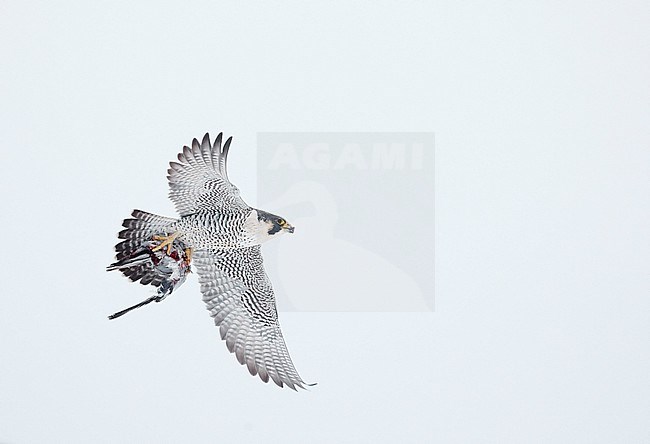Peregrine (Falco peregrinus, most propbably subspecies anatum) Canada January 2017 stock-image by Agami/Markus Varesvuo,