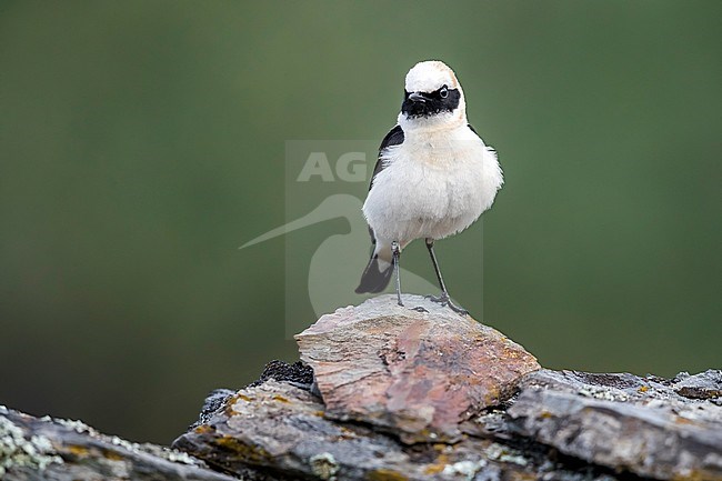 Adult male Western Black-eared Wheatear perched on a wall in Montehermoso, Extremadura, Spain. May 20, 2018. stock-image by Agami/Vincent Legrand,