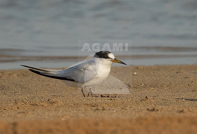 Saunders's Tern on the beach of the west coast of Saudi Arabia stock-image by Agami/Eduard Sangster,
